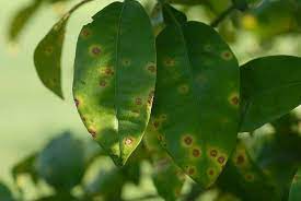 لیست انواع بیماری های قارچی مرکبات